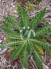 Cirsium brevistylum