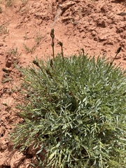 Astragalus coltonii moabensis