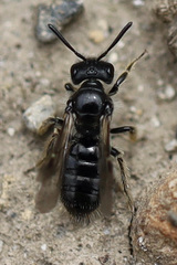 Panurginus