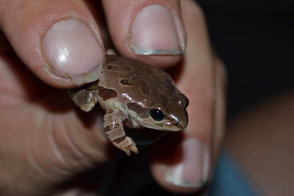 Strecker's Chorus Frog from Payne County, OK, USA on April 28, 2021 at