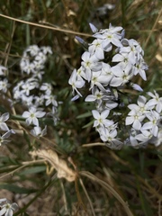 Amsonia tomentosa