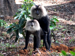 Macaca silenus