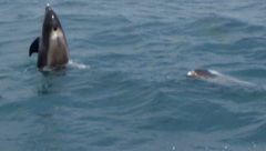 Lagenorhynchus albirostris