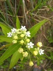 Asclepias nivea