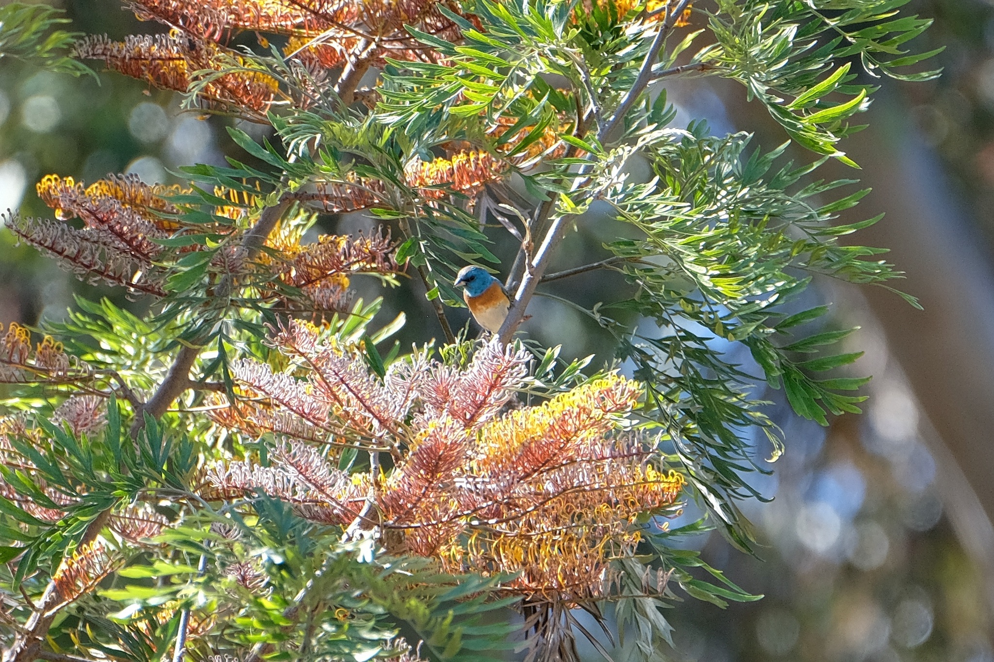 Lazuli Bunting (Passerina amoena)