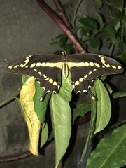 Heraclides homothoas