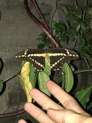 Heraclides homothoas