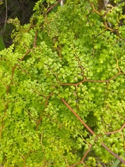 Odontosoria aculeata