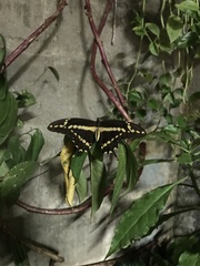 Heraclides homothoas