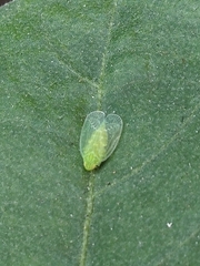 Tropiduchinae