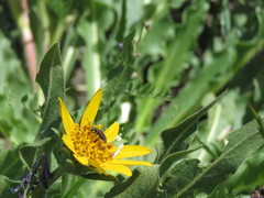 Brachysomida californica