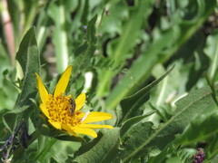 Brachysomida californica