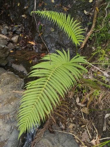 Pelazoneuron patens observed 2021-04-27