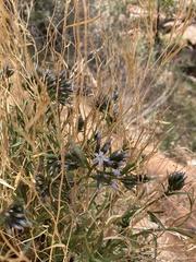 Amsonia tomentosa