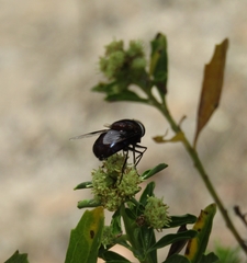 Copestylum mexicanum