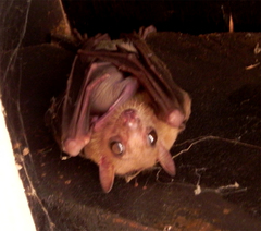 Rousettus leschenaultii