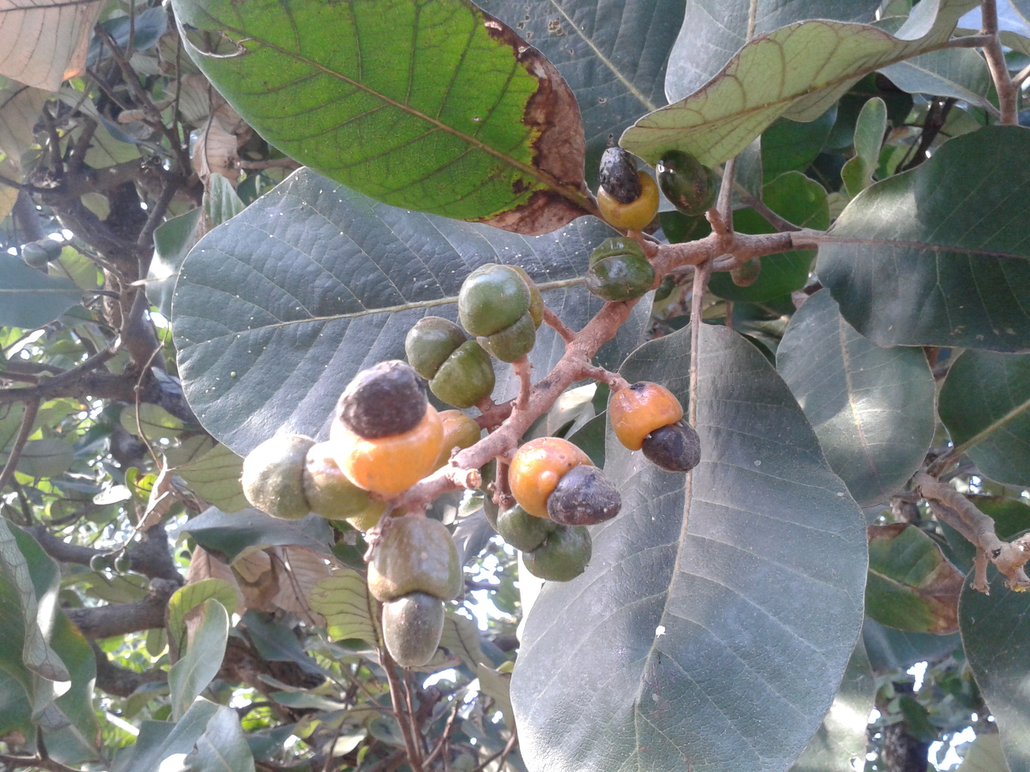 Semecarpus anacardium