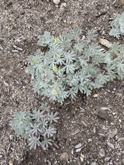 Lupinus citrinus citrinus