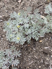 Lupinus citrinus citrinus