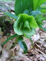 Helleborus viridis