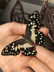 Papilio demoleus