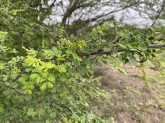 Senegalia wrightii