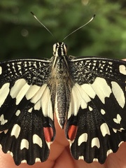 Papilio demoleus