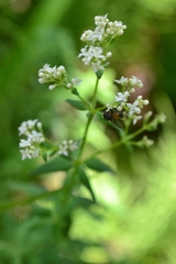 Galium boreale