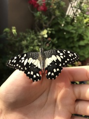 Papilio demoleus