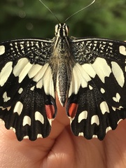 Papilio demoleus