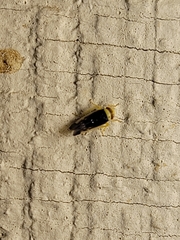 Colladonus montanus reductus