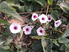 Ipomoea aquatica