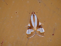 Glyphodes exquisitalis