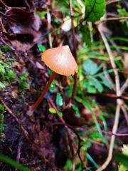 Entoloma latericolor