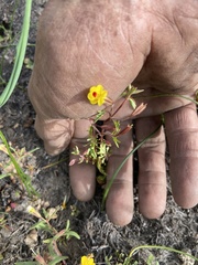 Erythranthe laciniata