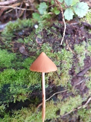 Entoloma latericolor
