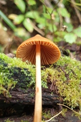 Entoloma latericolor