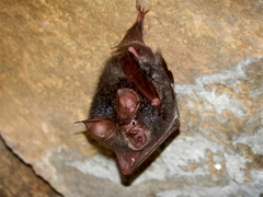 Rhinolophidae