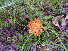 Banksia pellaeifolia
