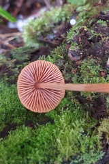 Entoloma latericolor