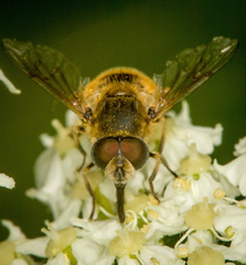 Eristalis brousii