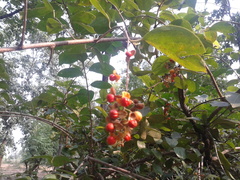 Celastrus paniculatus