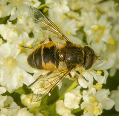 Eristalis brousii