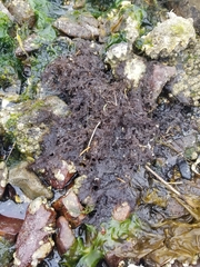 Microcladia coulteri