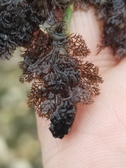 Microcladia coulteri