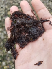 Microcladia coulteri