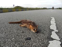 Prionailurus rubiginosus