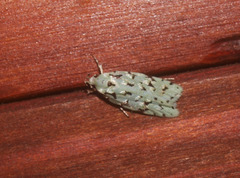 Izatha peroneanella