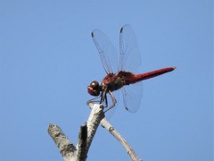 Urothemis aliena