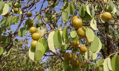 Cleistanthus